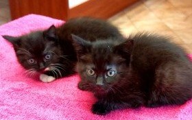 Dwie puchate kuleczki do adopcji. Podaruj domek maluchom!