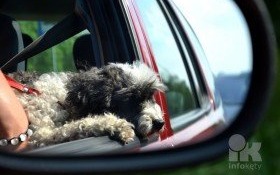 Pamiętaj, nie zostawiaj dzieci ani zwierząt w rozgrzanym samochodzie!