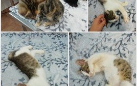 Podaruj domek kociemu dziecku!