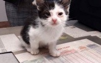 Puchate kuleczki do adopcji od zaraz!