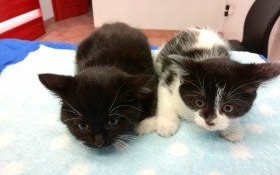 Podaruj domek maluchom!