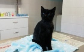 Kocurek znaleziony w okolicy ulicy Nieznanego Żołnierza w Kętach czeka na swojego właściciela!