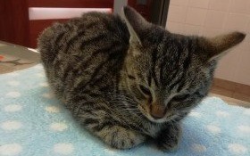 Przygarnij tygryska!