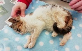 Kto przygarnie kocie dziecko?