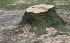 O co chodzi z wycinką drzew w okolicy os. 700-lecia w Kętach? Wyjaśniamy