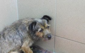 Właścicielu, twoja zguba czeka w schronisku