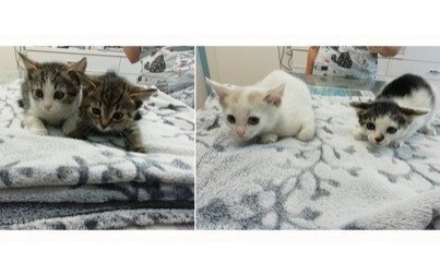 Puchate kuleczki do adopcji