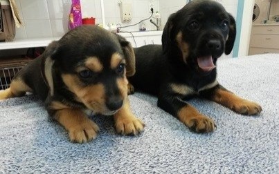 Psie maleństwa szukają domu!