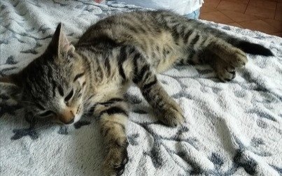 4-miesięczna kotka do adopcji od zaraz!