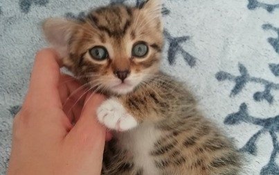 Młody kocurek szuka domu