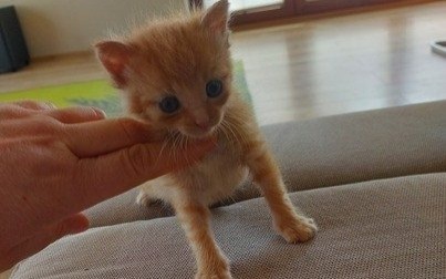 Koci berbeć do adopcji. Kto go przygarnie?