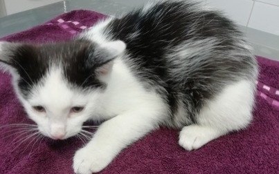 Mały kocurek szuka domu