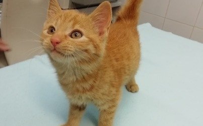 Ruda jak jesienny liść koteczka szuka domu