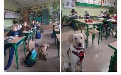Pies w szkole - zagłosuj na projekt kęckiej Dwójki!