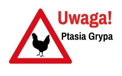 Ptasia grypa u dzikich ptaków w gminie Kęty