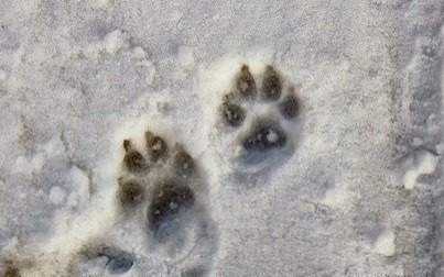 Wrażliwi i rozsądni chłopcy wezwali pomoc dla zbłąkanego pieska