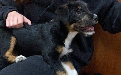 Znaleziono psa. Czyja to zguba?