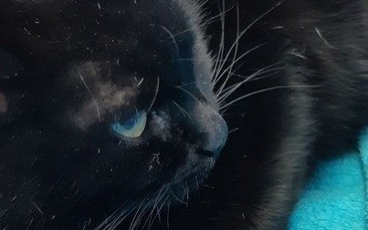 Trzymiesięczna kotka do adopcji