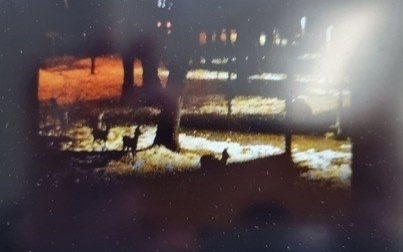 Niecodzienne odwiedziny na kortach