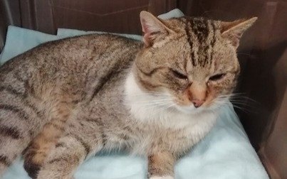 Dorosły kocurek szuka domu