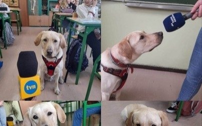 Wally — labrador dogoterapeuta kęckiej Dwójki — gwiazdą mediów!
