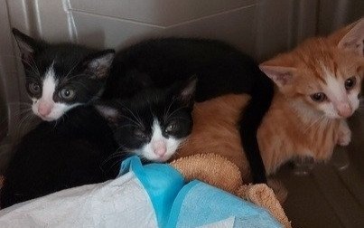 Kocie rodzeństwo do wzięcia od zaraz!
