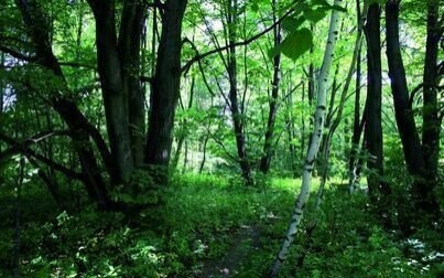 Nadleśnictwo Andrychów zakupi lasy oraz grunty przeznaczone do zalesienia