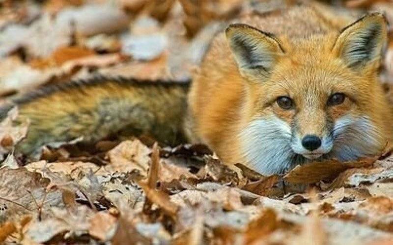 Wkrótce ruszy jesienna akcja szczepienia lisów. Co należy wiedzieć?