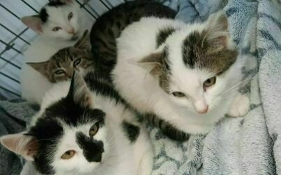 Do serca przytul kota… albo cały gang!