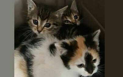 Kto pokocha kociaka: Mruczące trio do adopcji!