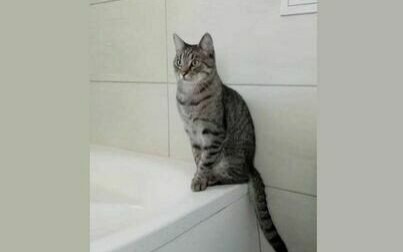 Zaginął kot Lanek. Sprawdź garaż i piwnicę, pomóż mu wrócić do domu!