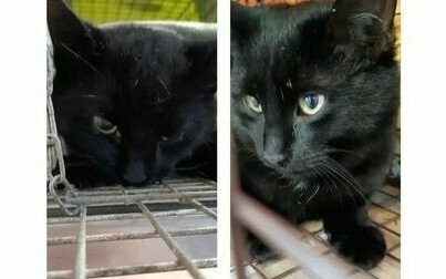 Dwa kocurki do wzięcia od zaraz! Kto da im dom?