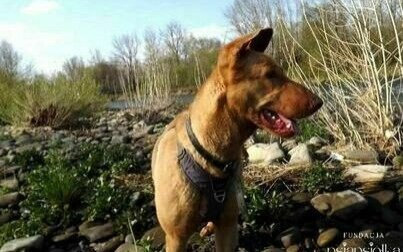 Max pilnie szuka nowego domu!