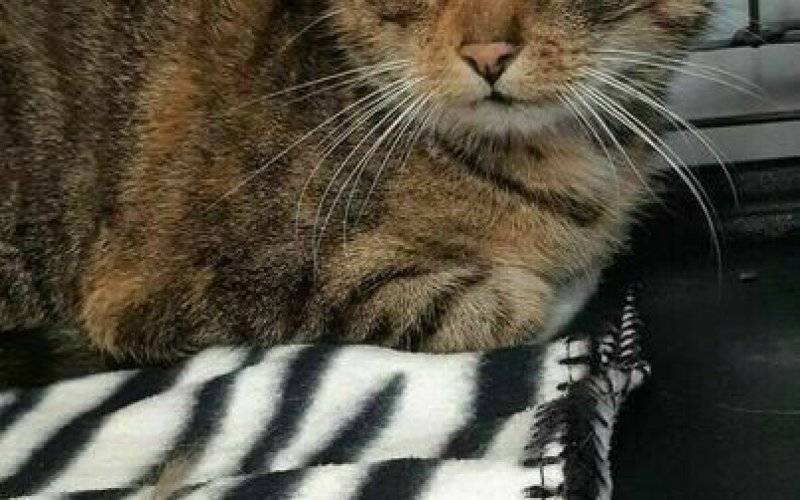 Znaleziono kotkę przy ul. Klasztornej