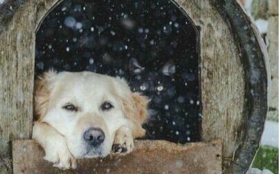 Apel Powiatowego Lekarza Weterynarii w Oświęcimiu do posiadaczy zwierząt domowych