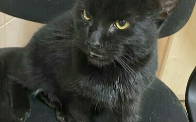 Kocia znajda z Bulowic. Poszukiwany właściciel!