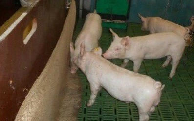 Wytyczne Głównego Lekarza Weterynarii dla rolników dotyczące przeprowadzania analizy ryzyka dotyczącej zagrożenia wystąpieniem obgryzania ogona u świń