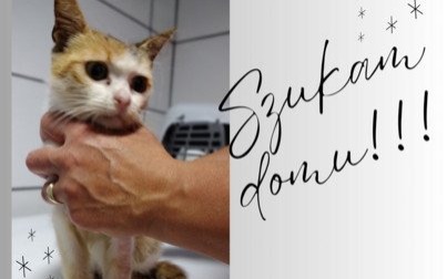 Kto przygarnie kotkę?