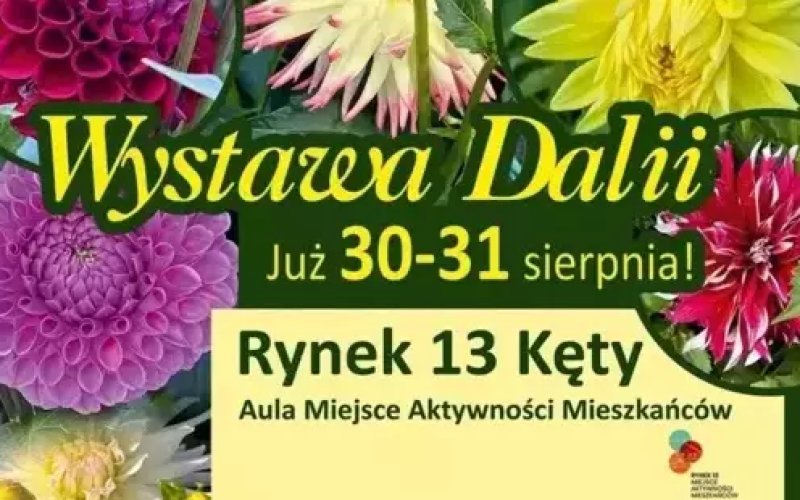 Wystawa dalii w Miejscu Aktywności Mieszkańców Rynek 13