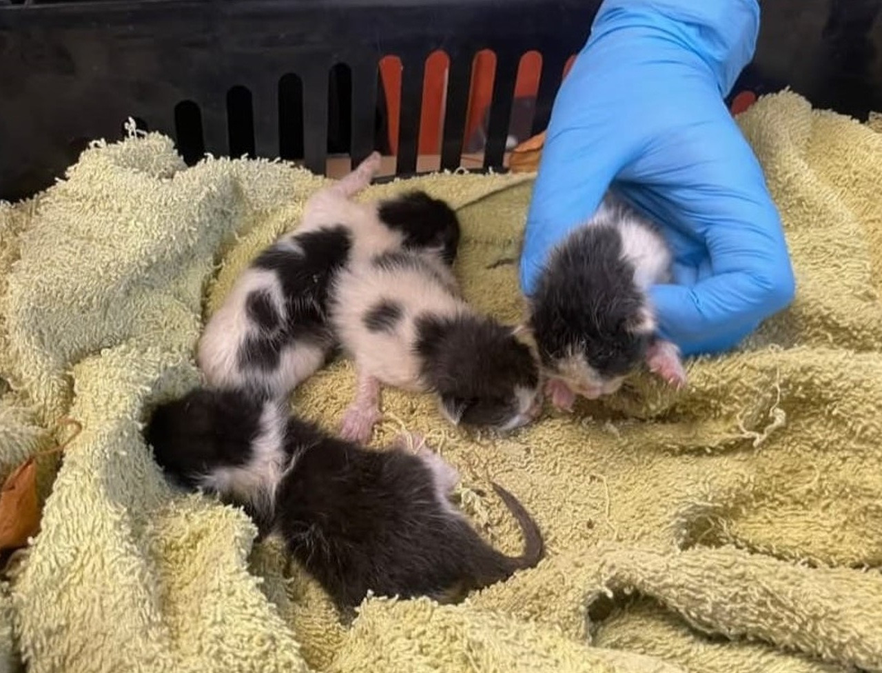 Dwaj nastolatkowie z Osieka uratowali porzucone kocięta