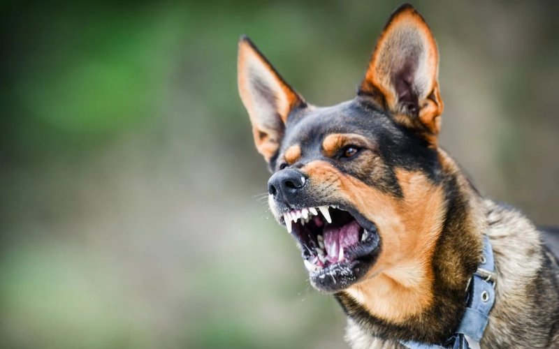 Policjanci oraz dwóch weterynarzy interweniowało wobec agresywnego psa, który ugryzł właściciela