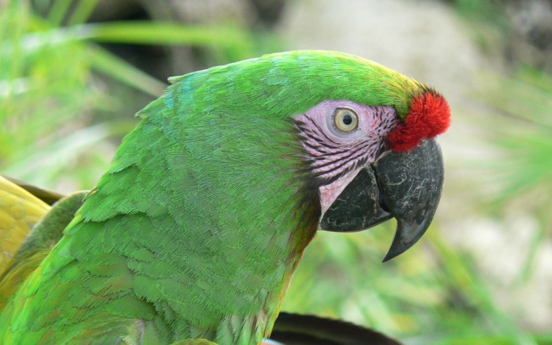 Nietypowa interwencja strażaków w Bulowicach