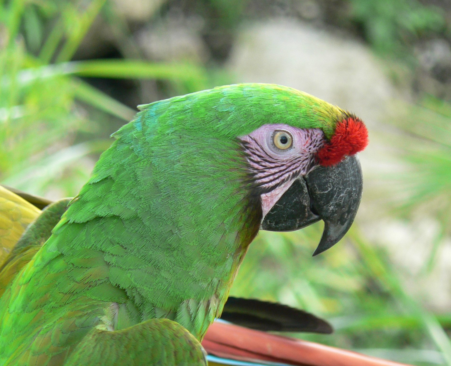 Nietypowa interwencja strażaków w Bulowicach