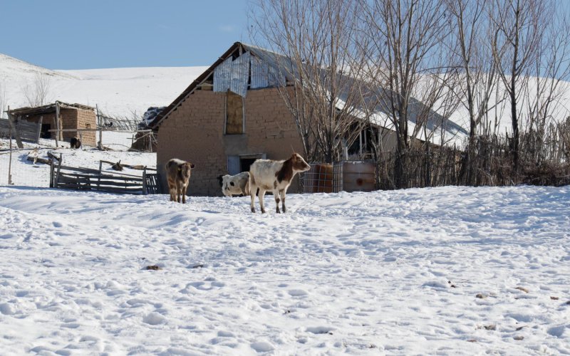 Jak przygotować gospodarstwo na mróz?