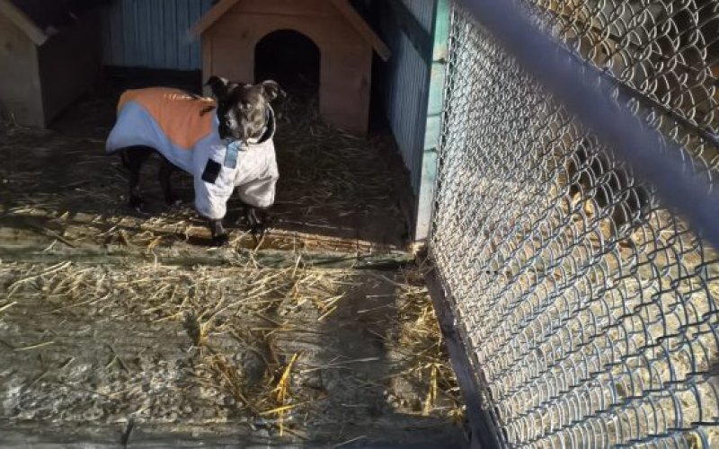 Ponowne kontrole schronisk w Oświęcimiu. Brak uchybień, sytuacja jest na bieżąco monitorowana