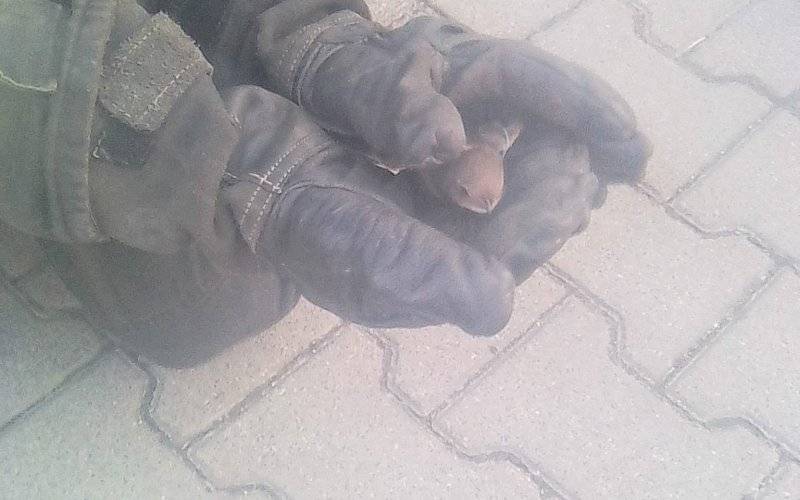 Ptak zaplątał się w izolację budynku. Z pomocą ruszyli strażacy! ZDJĘCIA !