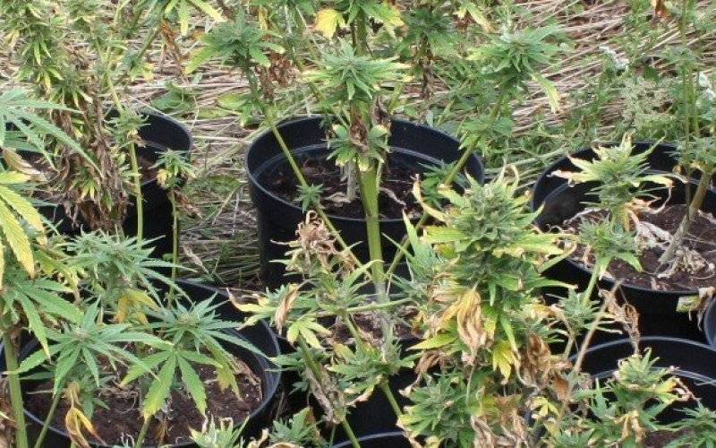 Poszukiwany właściciel ,,gandzi” ! Policja zabezpieczyła 2,5 tysiąca działek dealerskich ! ZDJĘCIA !