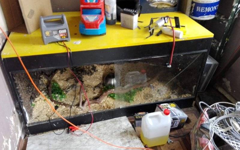 Poszukiwania BOA DUSICIELA przerwane. NOWE INFO oraz ZDJĘCIA !