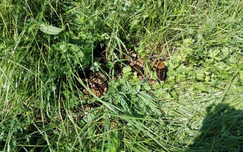 UWAGA ! BOA DUSICIEL ODNALEZIONY ! ZDJĘCIE !