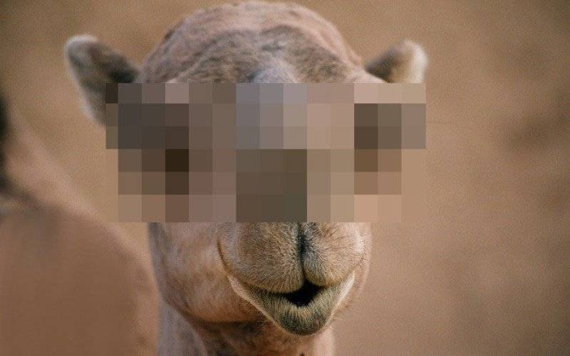 Stworzył poważne zagrożenie w ruchu lądowym- czy ktoś rozpozna tego przestępce ? FILM !